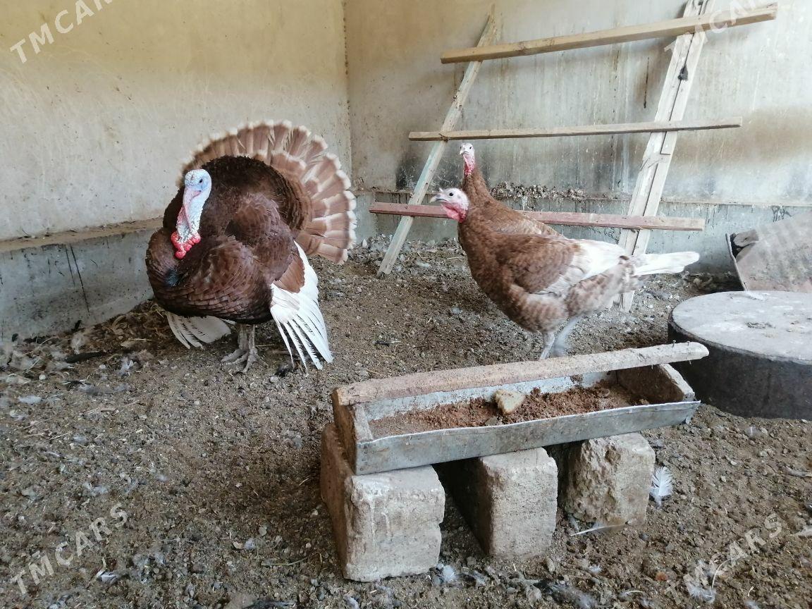 Induk - Türkmenabat - img 3