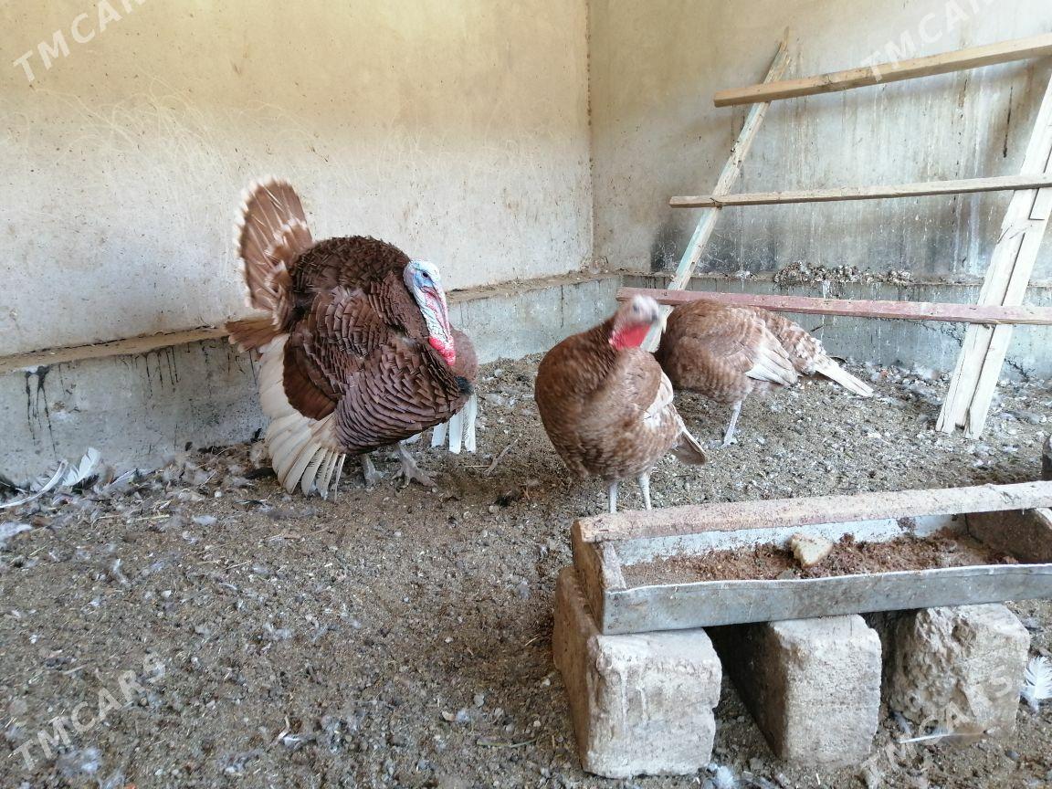 Induk - Türkmenabat - img 2