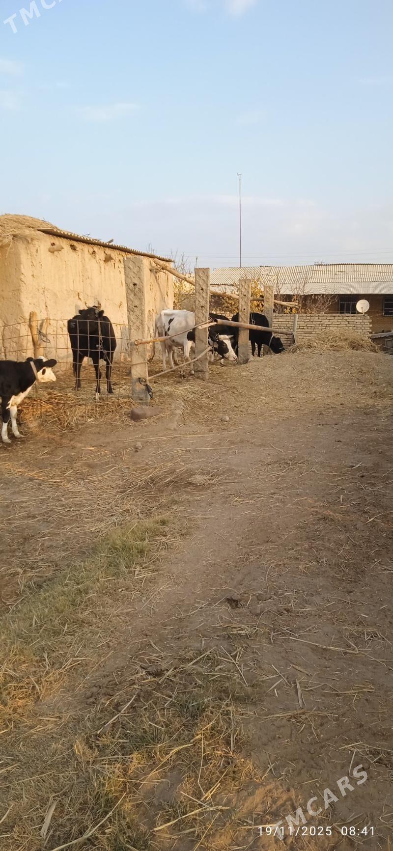 saglyk sygyrlar - Dänew - img 3