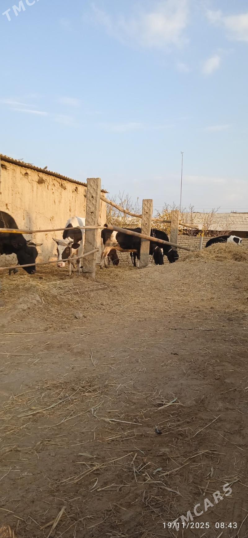 saglyk sygyrlar - Dänew - img 4