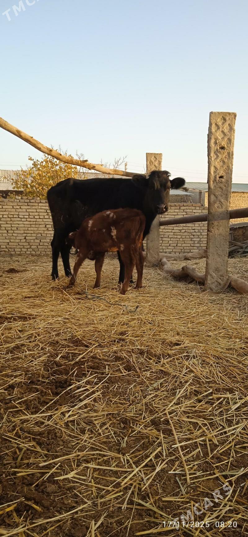 saglyk sygyrlar - Dänew - img 6