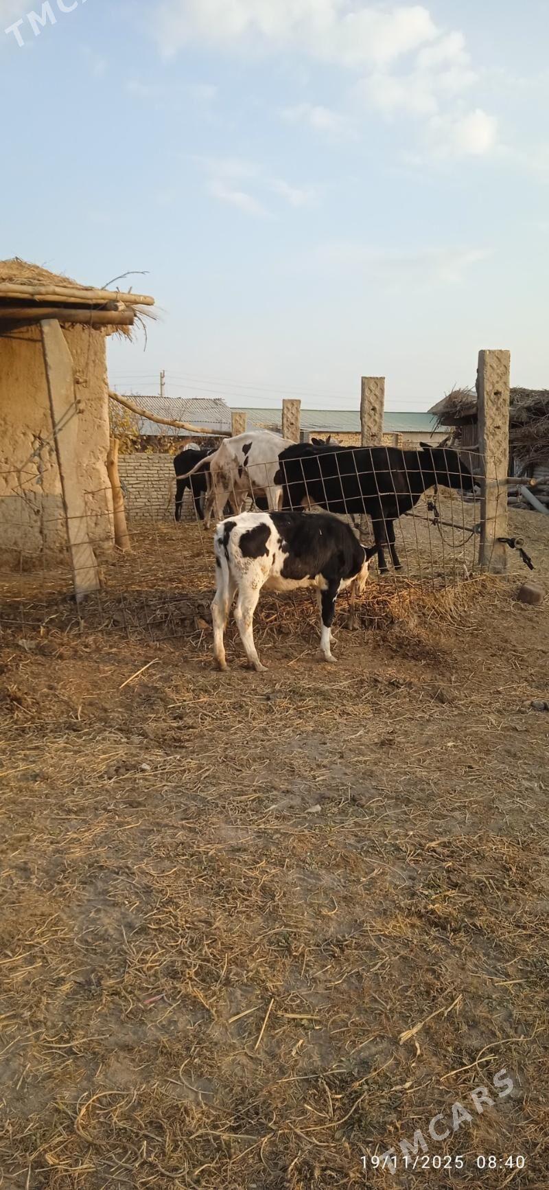 saglyk sygyrlar - Dänew - img 2