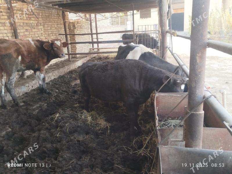 unajyn - Türkmenabat - img 1