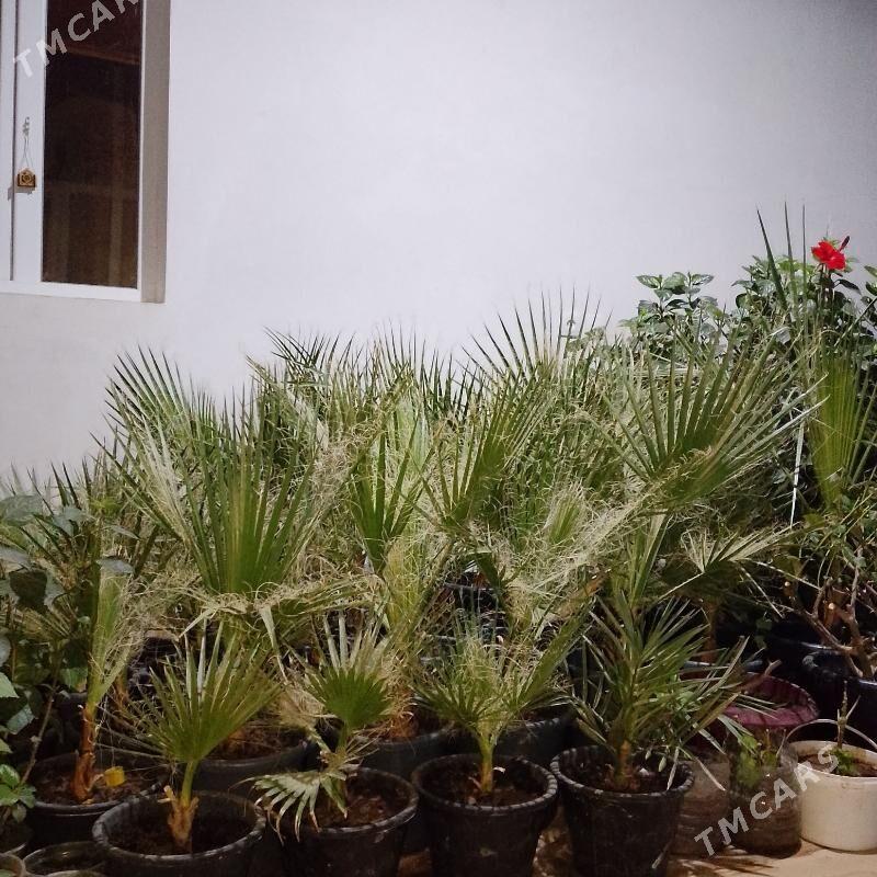 Roza palma guller - Şabat etr. - img 1