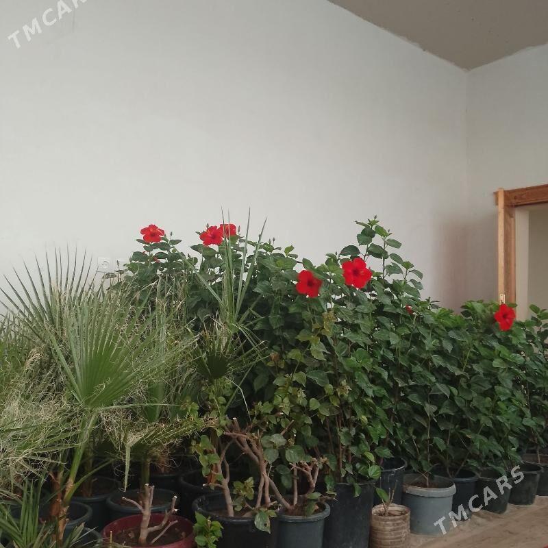 Roza palma guller - Şabat etr. - img 2