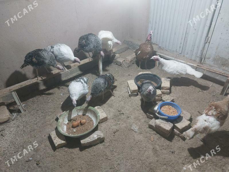 Indyuk - Türkmenabat - img 1