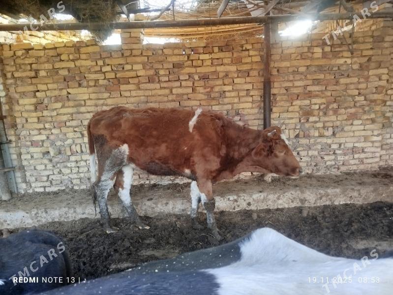 unajyn - Türkmenabat - img 3