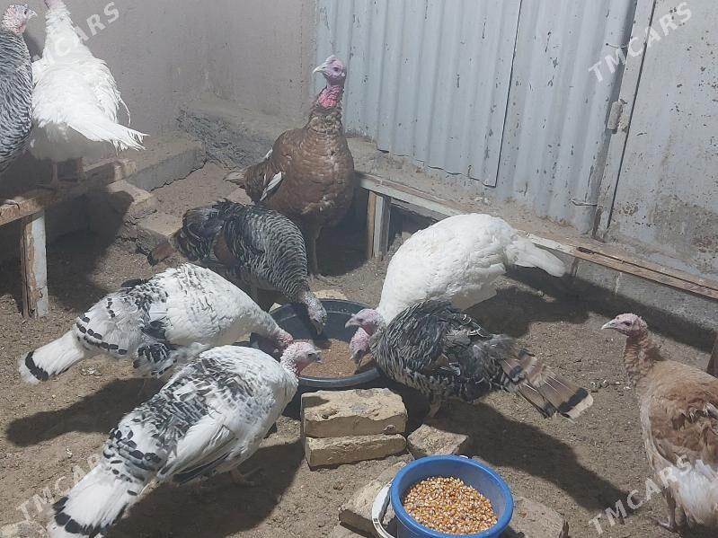 Indyuk - Türkmenabat - img 3