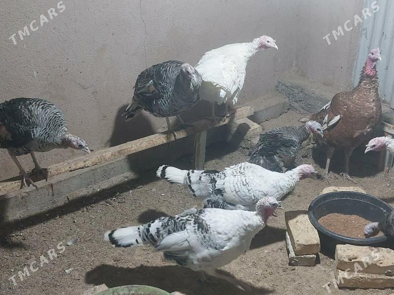 Indyuk - Türkmenabat - img 2