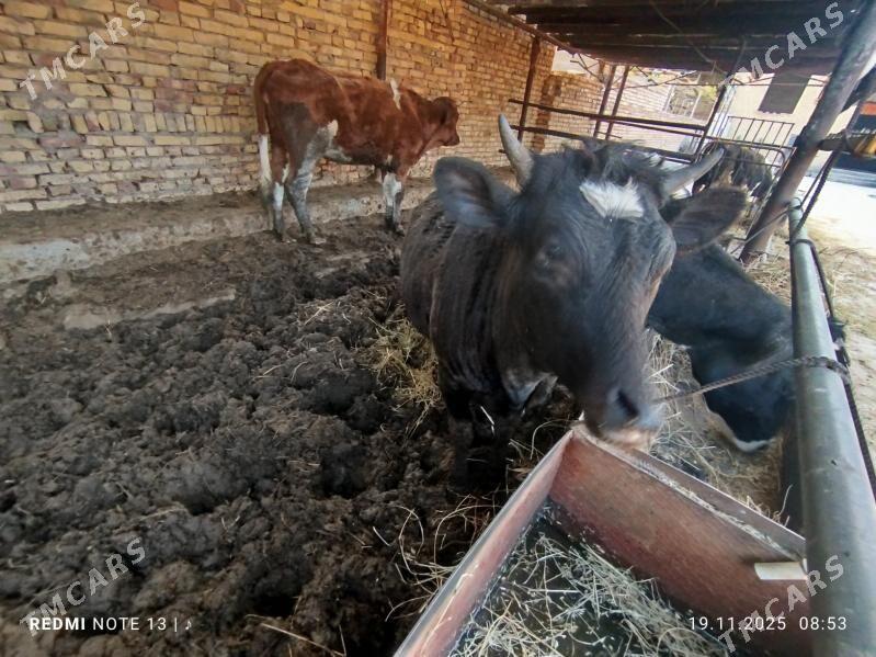 unajyn - Türkmenabat - img 2