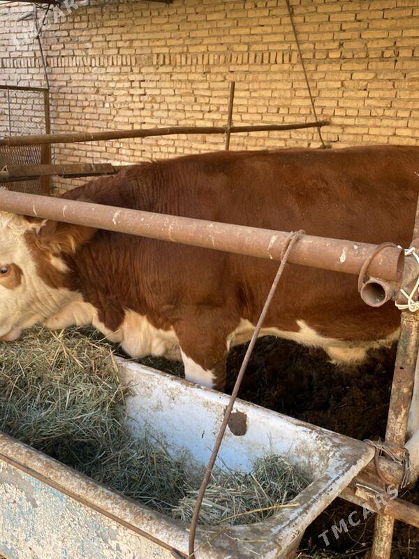 симинтал - Туркменабат - img 3