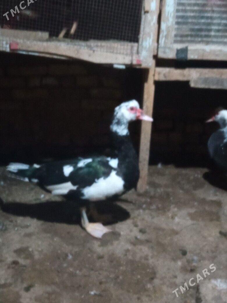 ördek  erkek - Mary - img 3