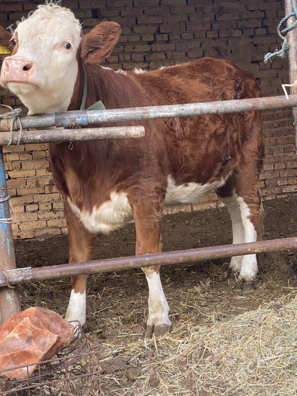 симинтал - Туркменабат - img 4