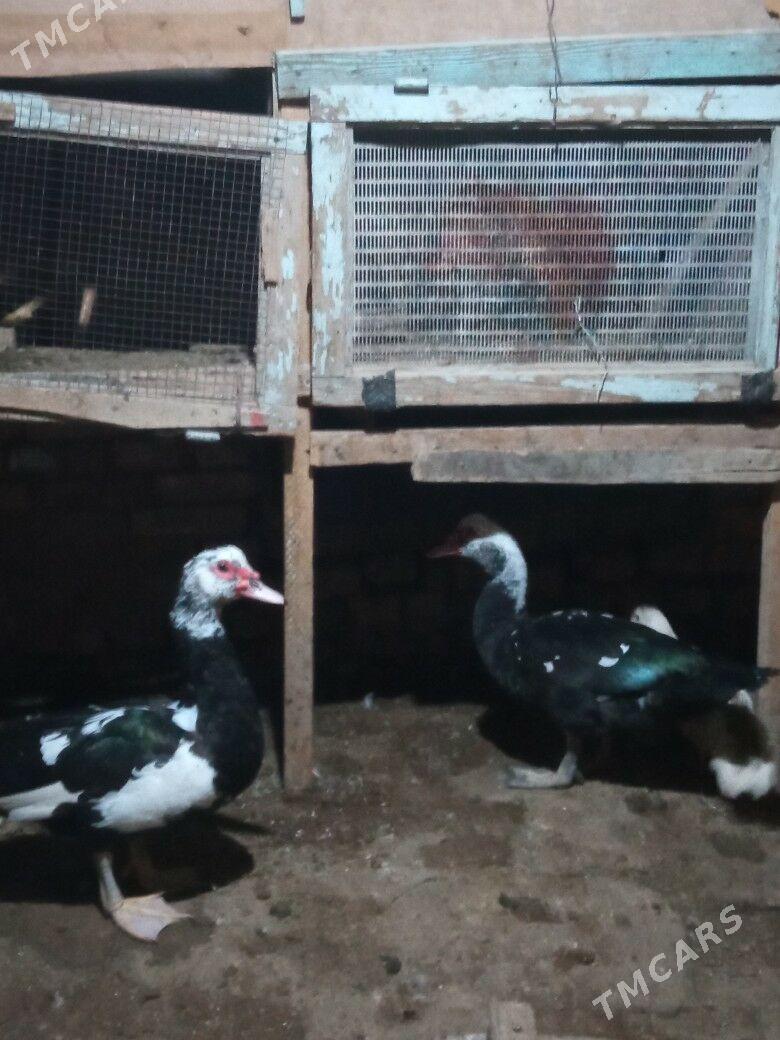 ördek erkek - Mary - img 1