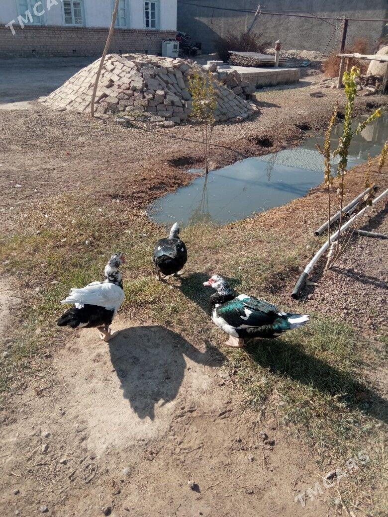 ördek  erkek - Mary - img 4