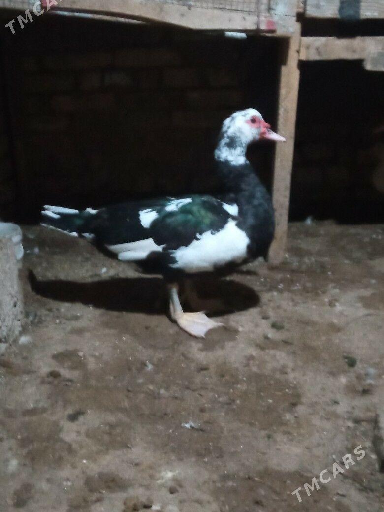 ördek  erkek - Mary - img 2