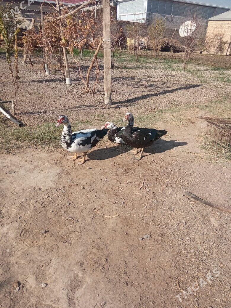 ördek  erkek - Mary - img 5