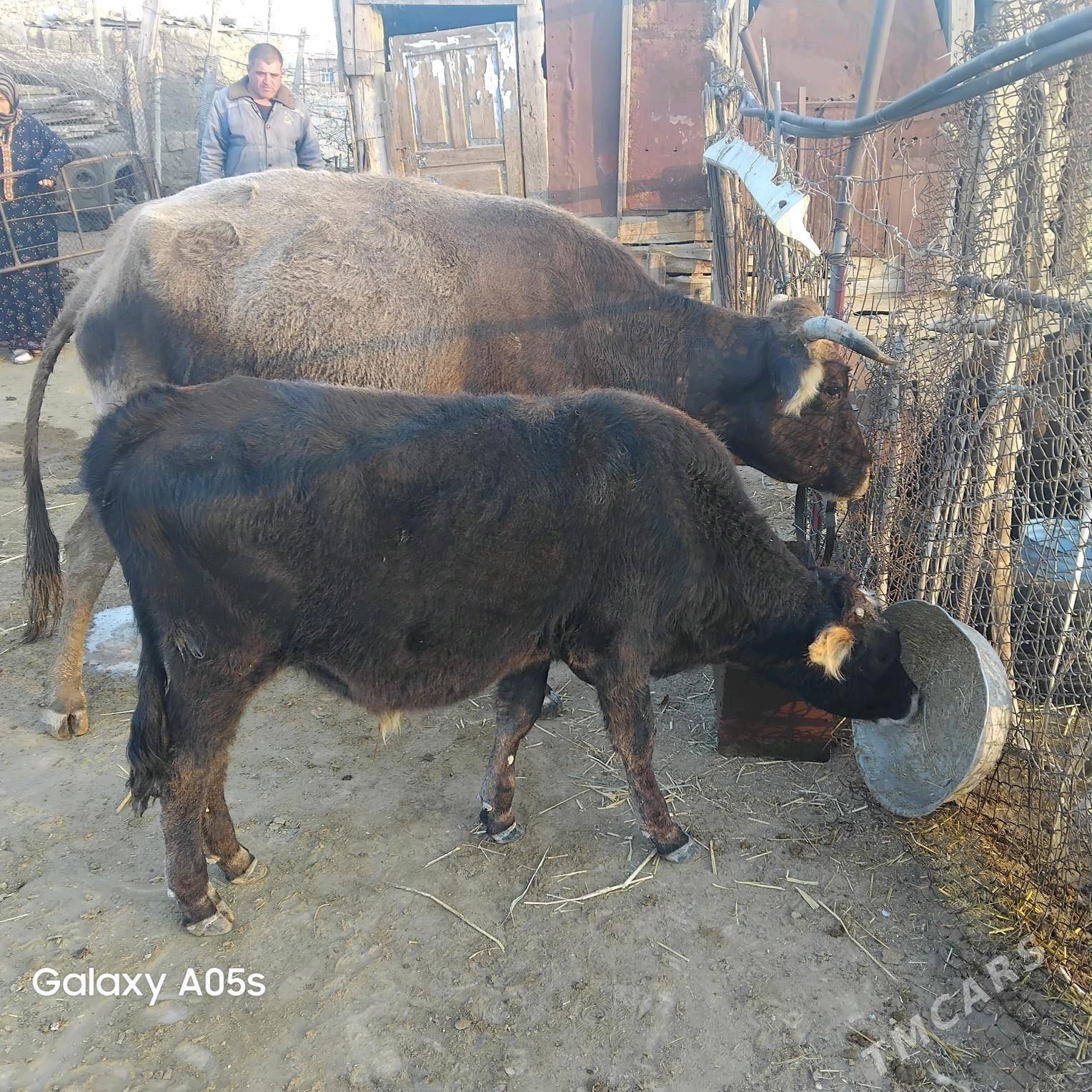 ŏkùz - Bereket - img 5