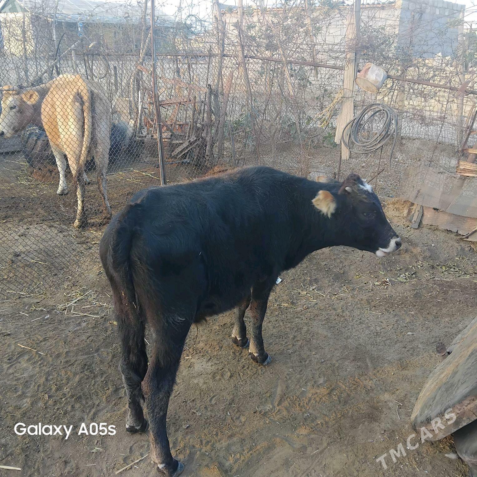 ŏkùz - Bereket - img 4