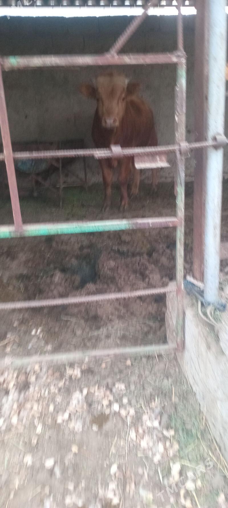 öküz - Änew - img 5