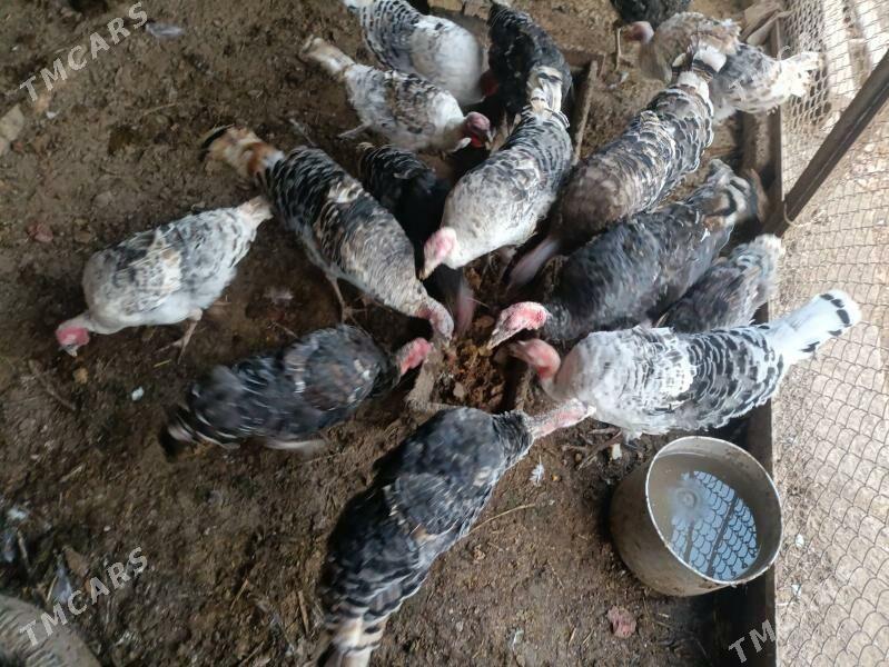 Индюк İndýuk - Türkmenabat - img 5