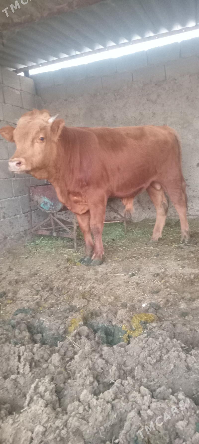 öküz - Änew - img 1