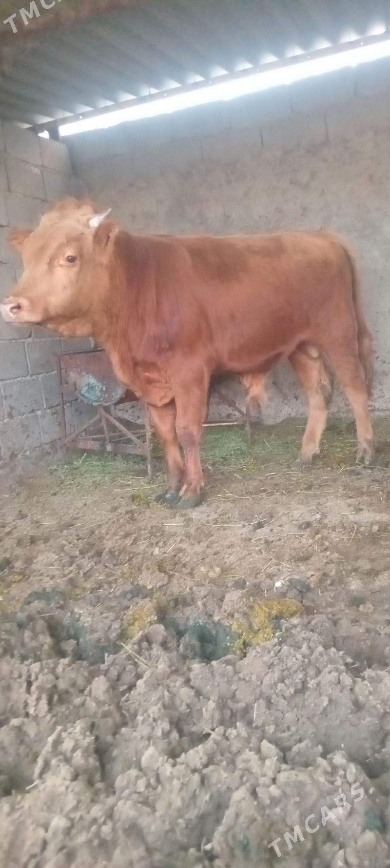 öküz - Änew - img 3