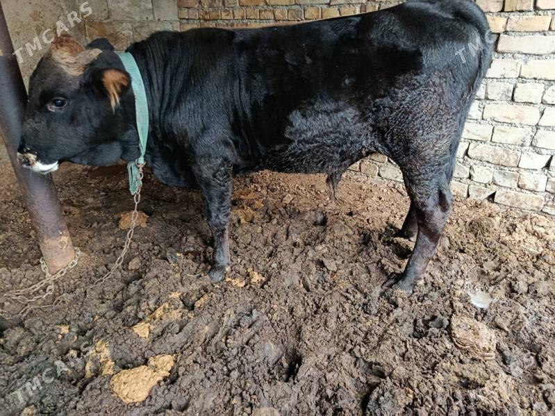 oküz - Çoganly - img 2