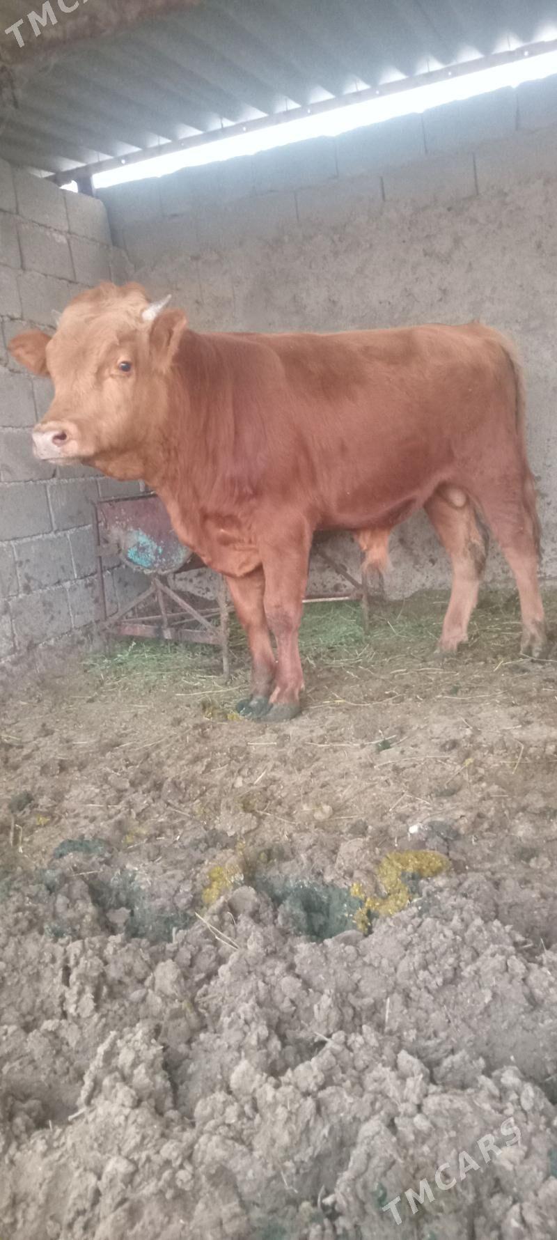 öküz - Änew - img 2