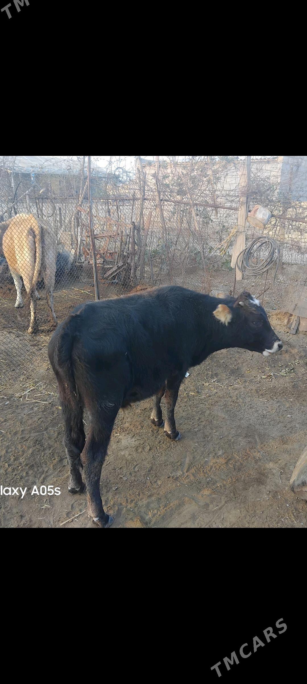 ŏkùz - Bereket - img 2