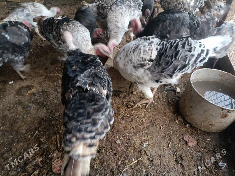 Индюк İndýuk - Türkmenabat - img 4