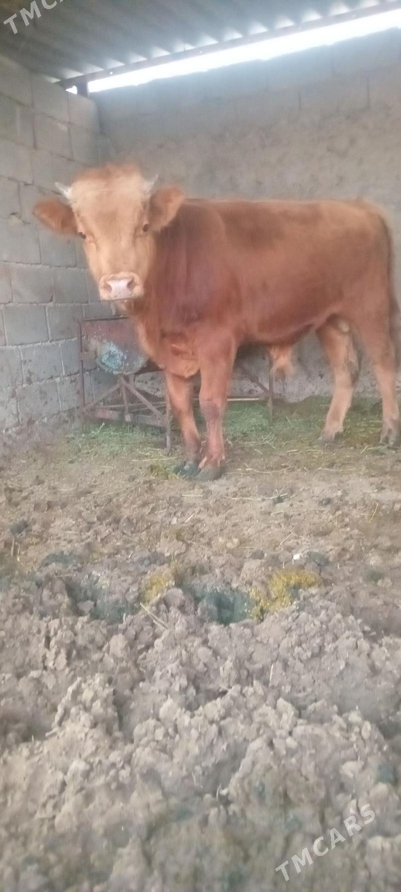 öküz - Änew - img 4