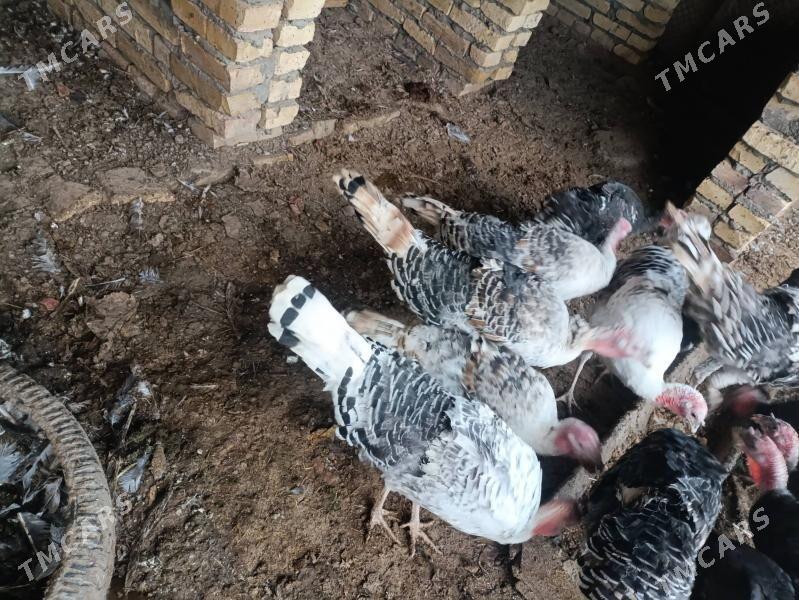 Индюк İndýuk - Türkmenabat - img 2