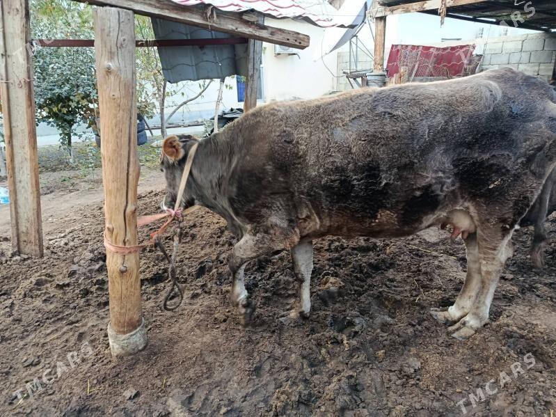 gysyr sygyr - Чоганлы - img 2