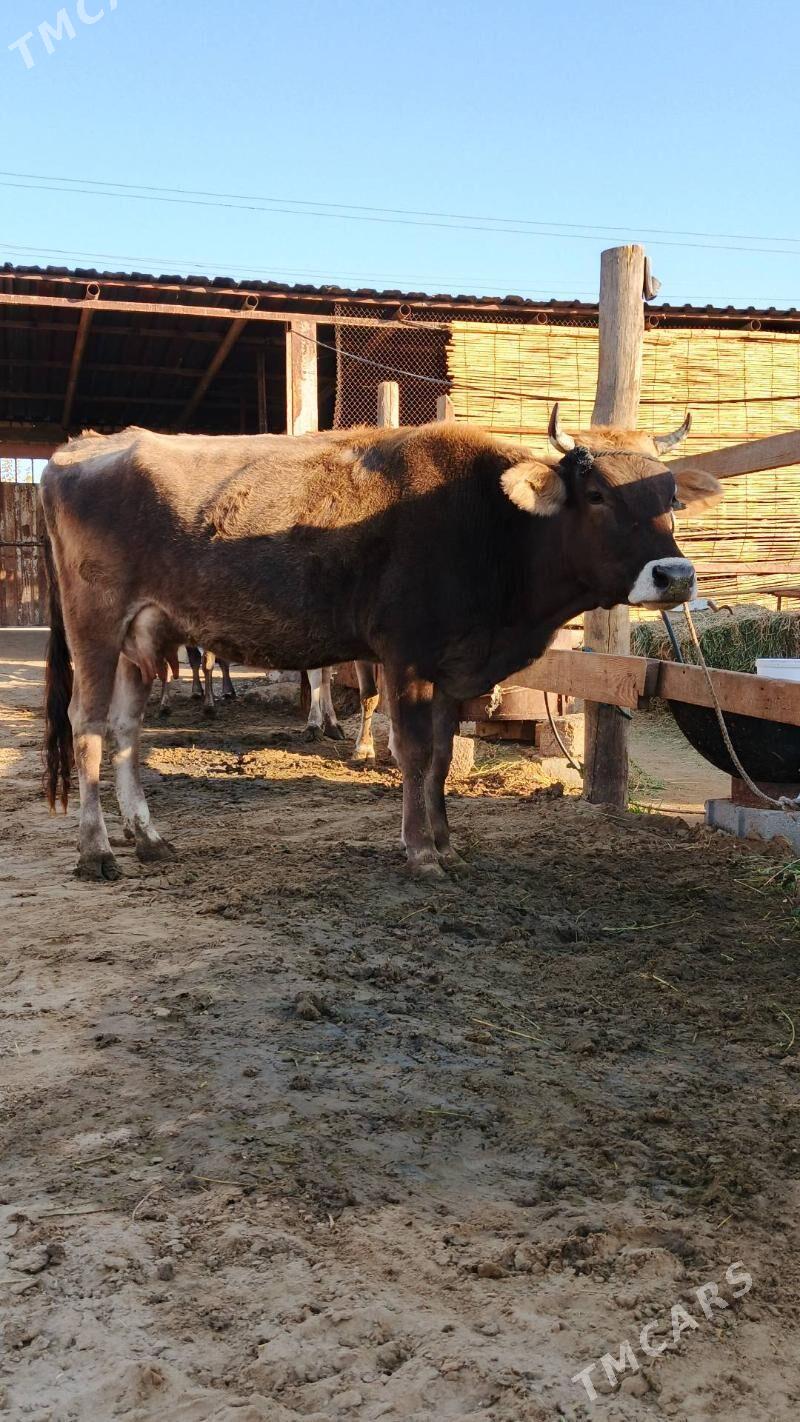 Sygyr - Gökdepe - img 2