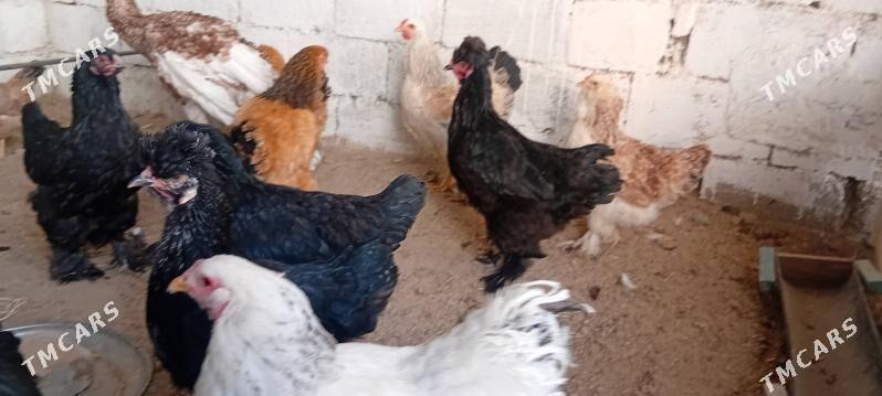 brama towuk - Herrikgala - img 4