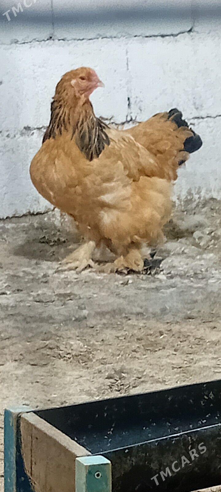 brama towuk - Herrikgala - img 7