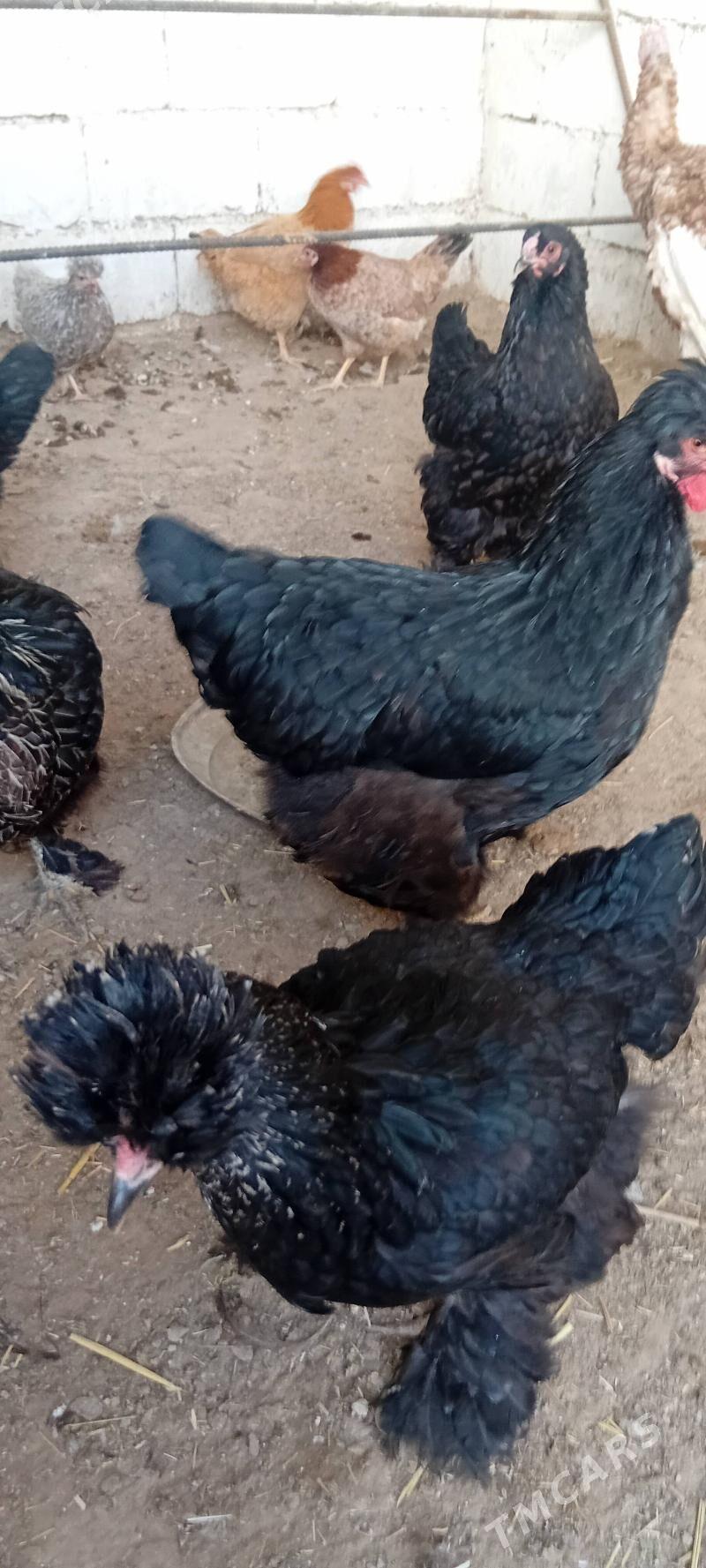 brama towuk - Herrikgala - img 5