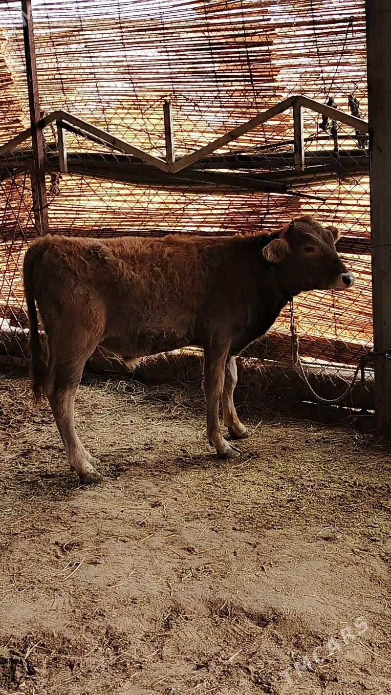 Sygyr - Gökdepe - img 5