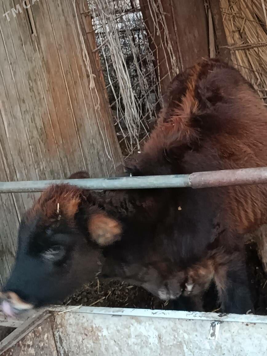 unajyn - Türkmenabat - img 2