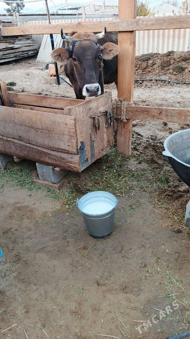 Sygyr - Gökdepe - img 6