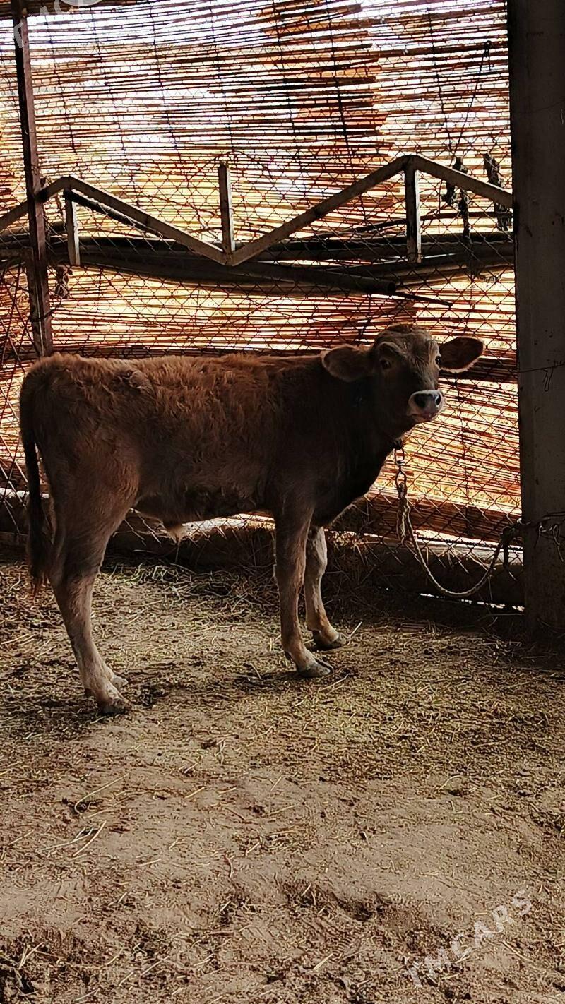 Sygyr - Gökdepe - img 4