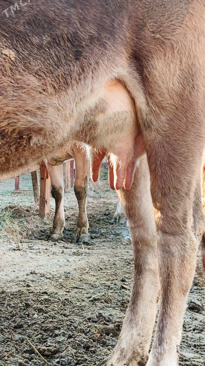 Sygyr - Gökdepe - img 3