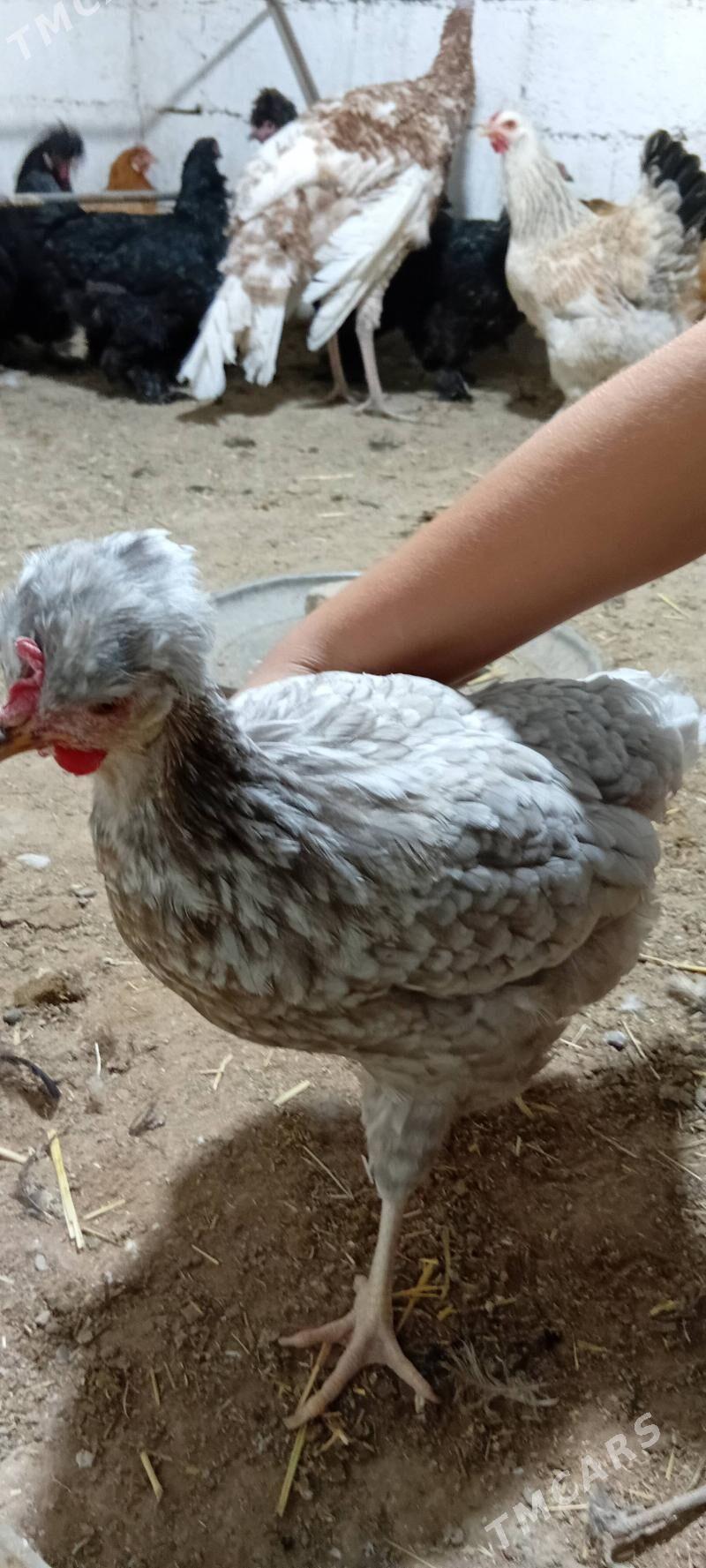 brama towuk - Herrikgala - img 6