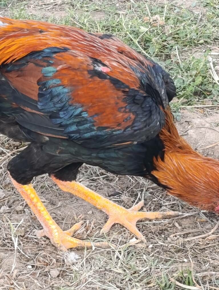 baýess horaz - Дянев - img 3