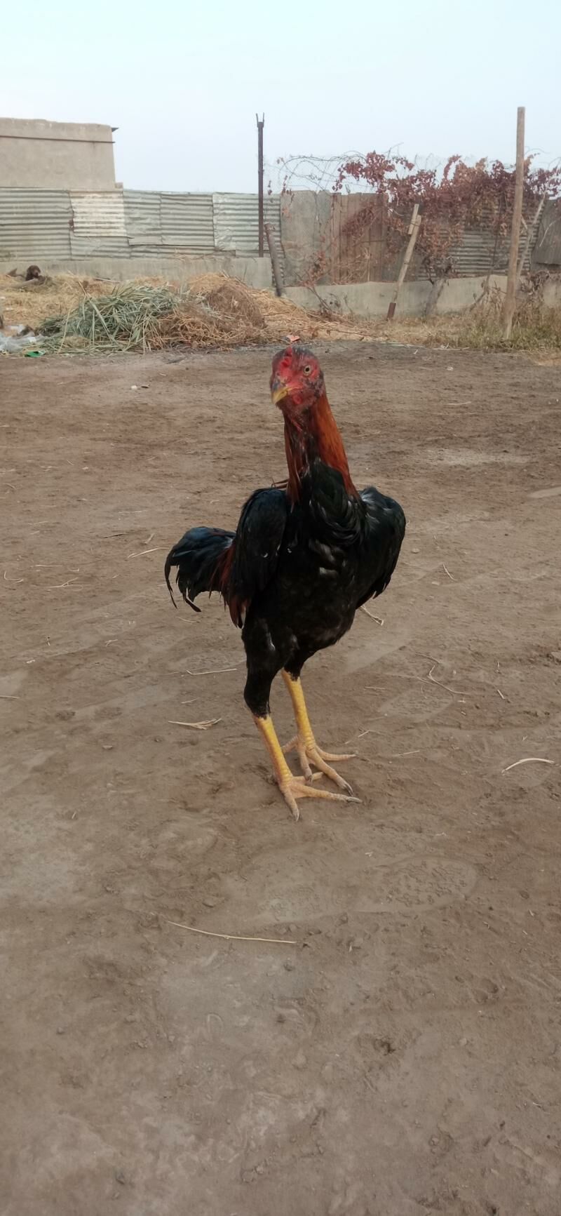 juje makyan horaz juje - Чарджоу - img 4