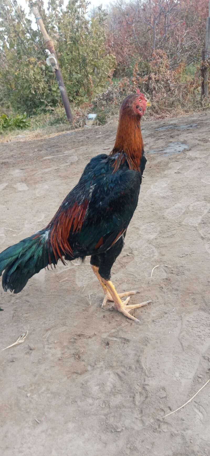 juje makyan horaz juje - Чарджоу - img 3