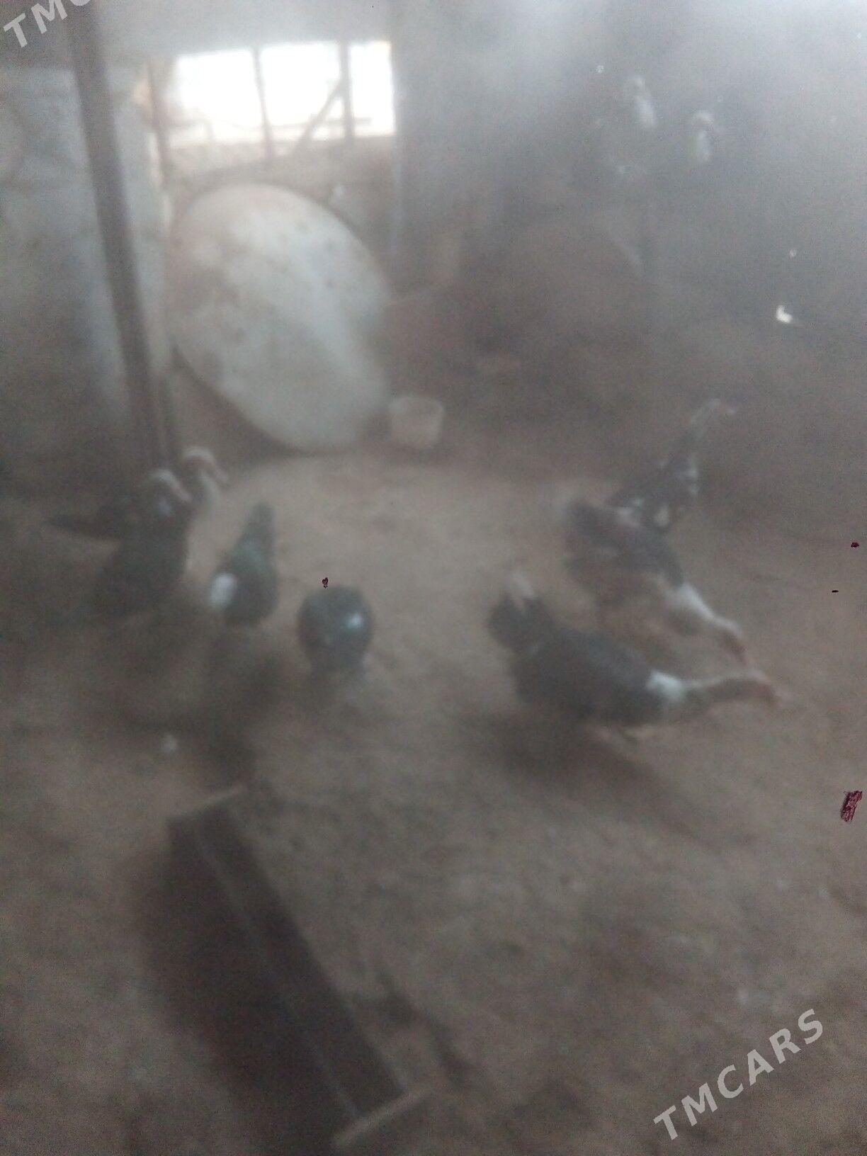 ordek we induk - Balkanabat - img 3