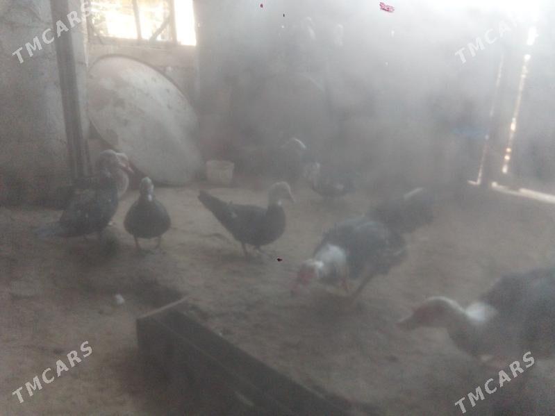 ordek we induk - Balkanabat - img 1