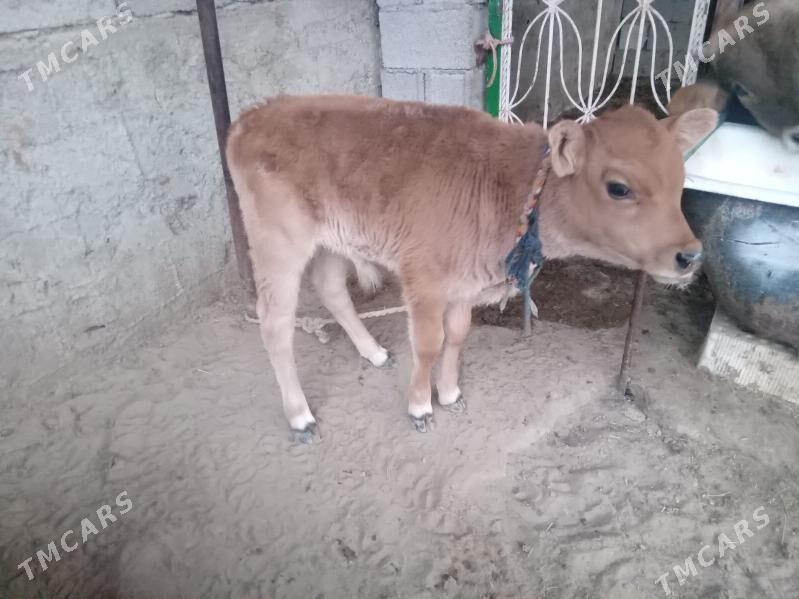 sygyr göle öküz - Aşgabat - img 2